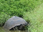 Tortoise with bird
