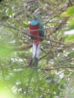 Quetzal in Monteverde