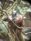 Hummingbird on it's nest