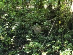 Deer in Manuel Antonio NP