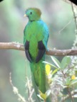 Quetzal in San Gerardo de Dota