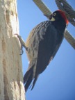 Woodpecker