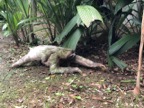 Sloth on the ground