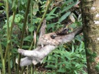 Mother and baby sloth