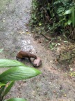 Agouti, a type of rodent, in Puerto Viejo de Talamanca