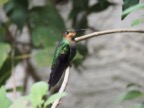 Hummingbird sticking out it's tongue