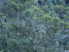 Quetzal from a distance