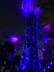 Lightshow in the Gardens by the Bay