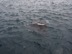 A manta ray, there were loads of them