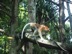 Proboscis monkey in Singapore Zoo