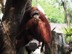 Older orangutan