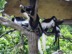 Colobus monkeys