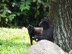 Crested macaques