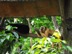 It was very hot so the monkeys mostly slept