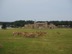 Loads of deer