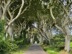 The Dark Hedges