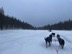 Dog sledding, which was great fun