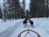 Dog sledding