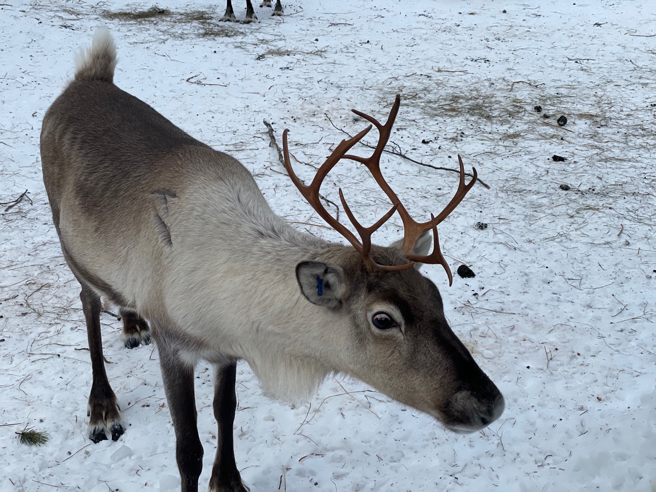 One of many reindeer