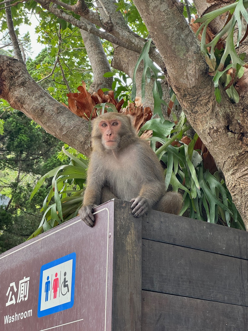 Monkey in Xiulin